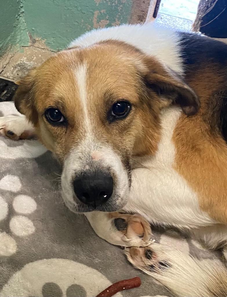 Billy Bob, Adoptable, Young Male Hound.