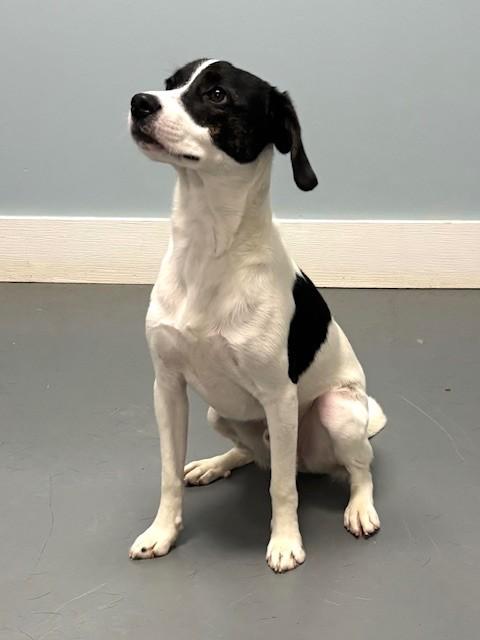Enlarge Toda, an adopted mixed breed in Hawk Point, MO image 3/4