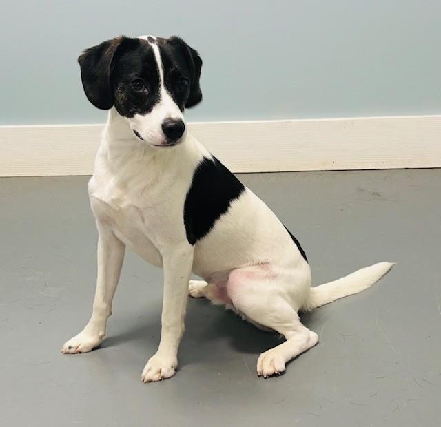 Enlarge Toda, an adopted mixed breed in Hawk Point, MO image 2/4