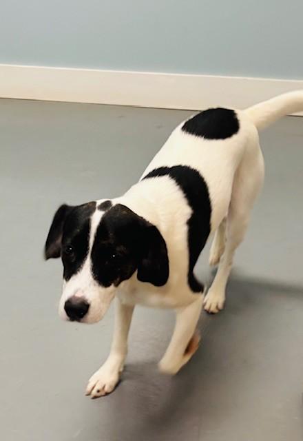 Enlarge Toda, an adopted mixed breed in Hawk Point, MO image 1/4