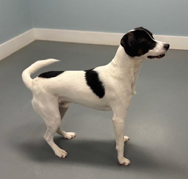 Enlarge Toda, an adopted mixed breed in Hawk Point, MO image 4/4