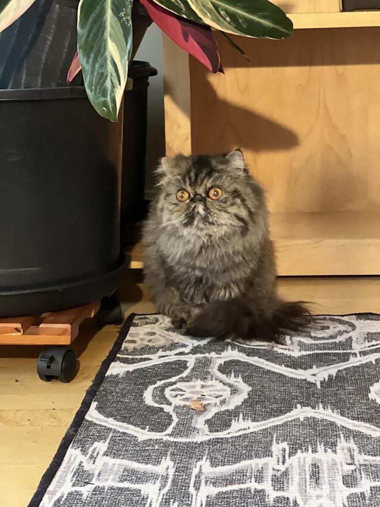 Enlarge Evie, a ADOPTABLE Persian in valparaiso, IN image 1/2