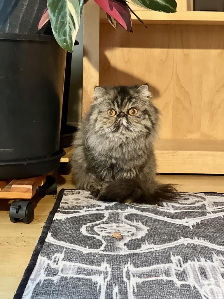 Enlarge Evie, a ADOPTABLE Persian in valparaiso, IN image 2/2