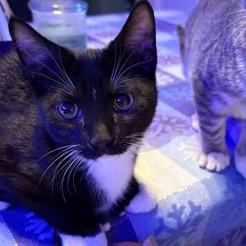 Enlarge Hemingway, a Adoptable Domestic Short Hair in Skokie, IL image 1/6