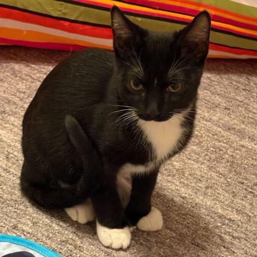 Enlarge Hemingway, a Adoptable Domestic Short Hair in Skokie, IL image 3/6