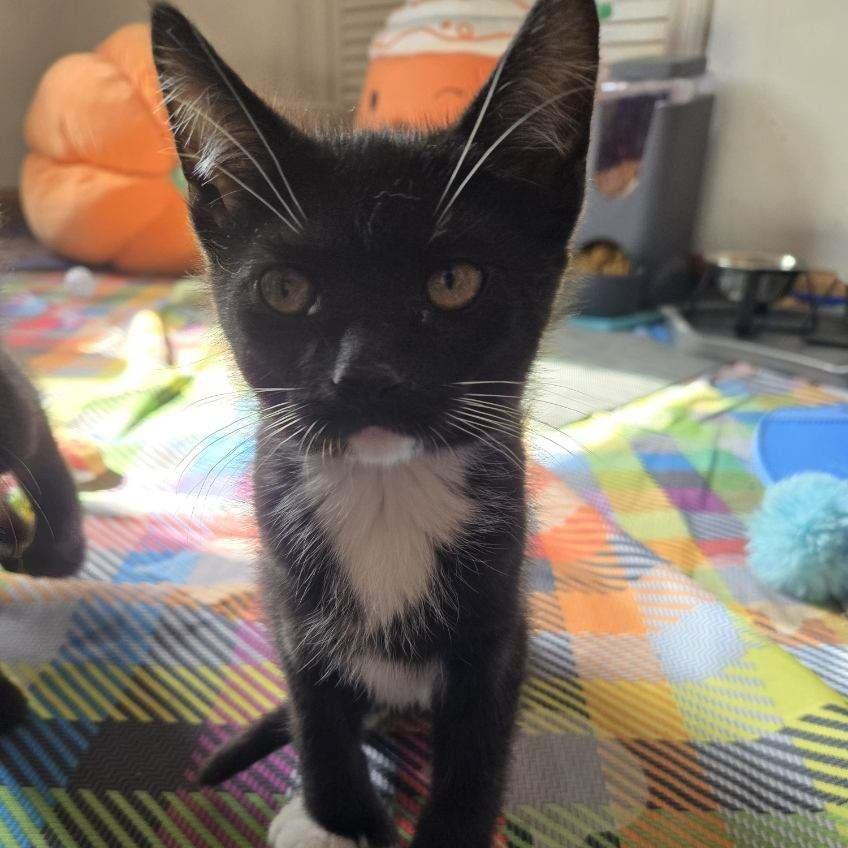 Enlarge Hemingway, a Adoptable Domestic Short Hair in Skokie, IL image 4/6