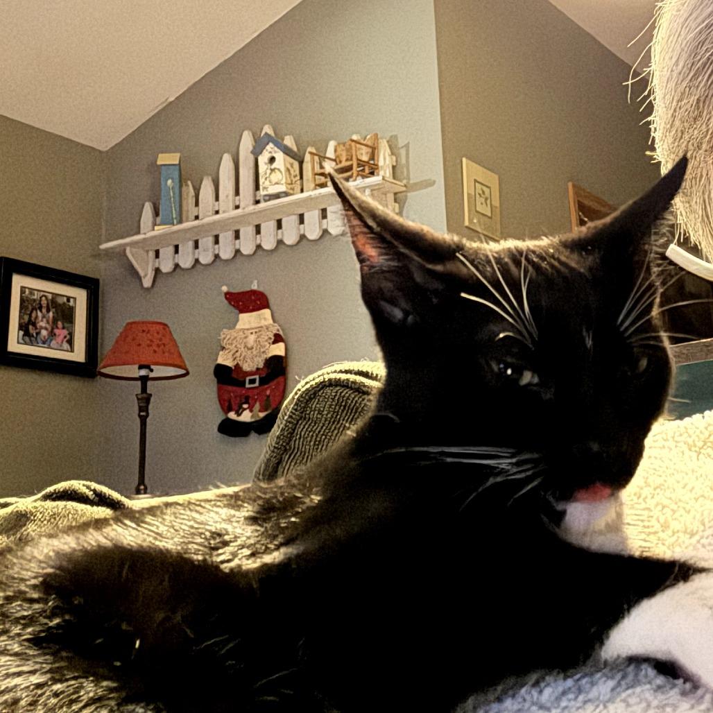 Enlarge Hemingway, a Adoptable Domestic Short Hair in Skokie, IL image 5/6