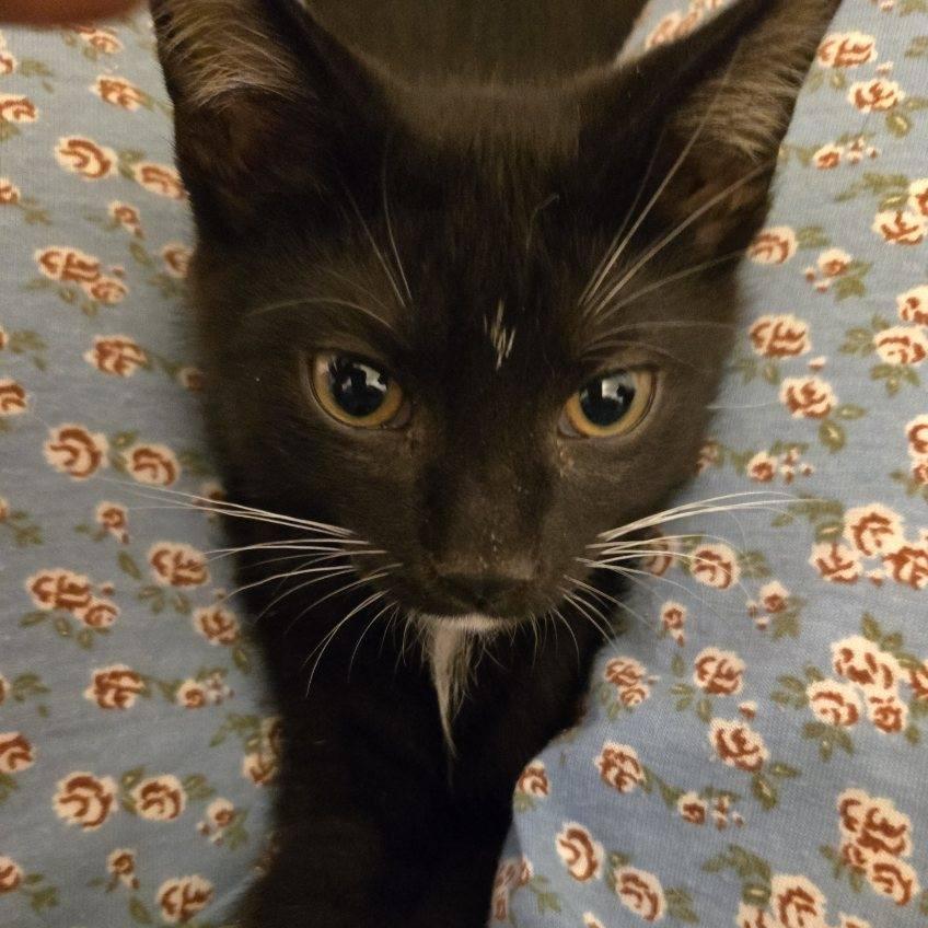 Enlarge Hemingway, a Adoptable Domestic Short Hair in Skokie, IL image 6/6