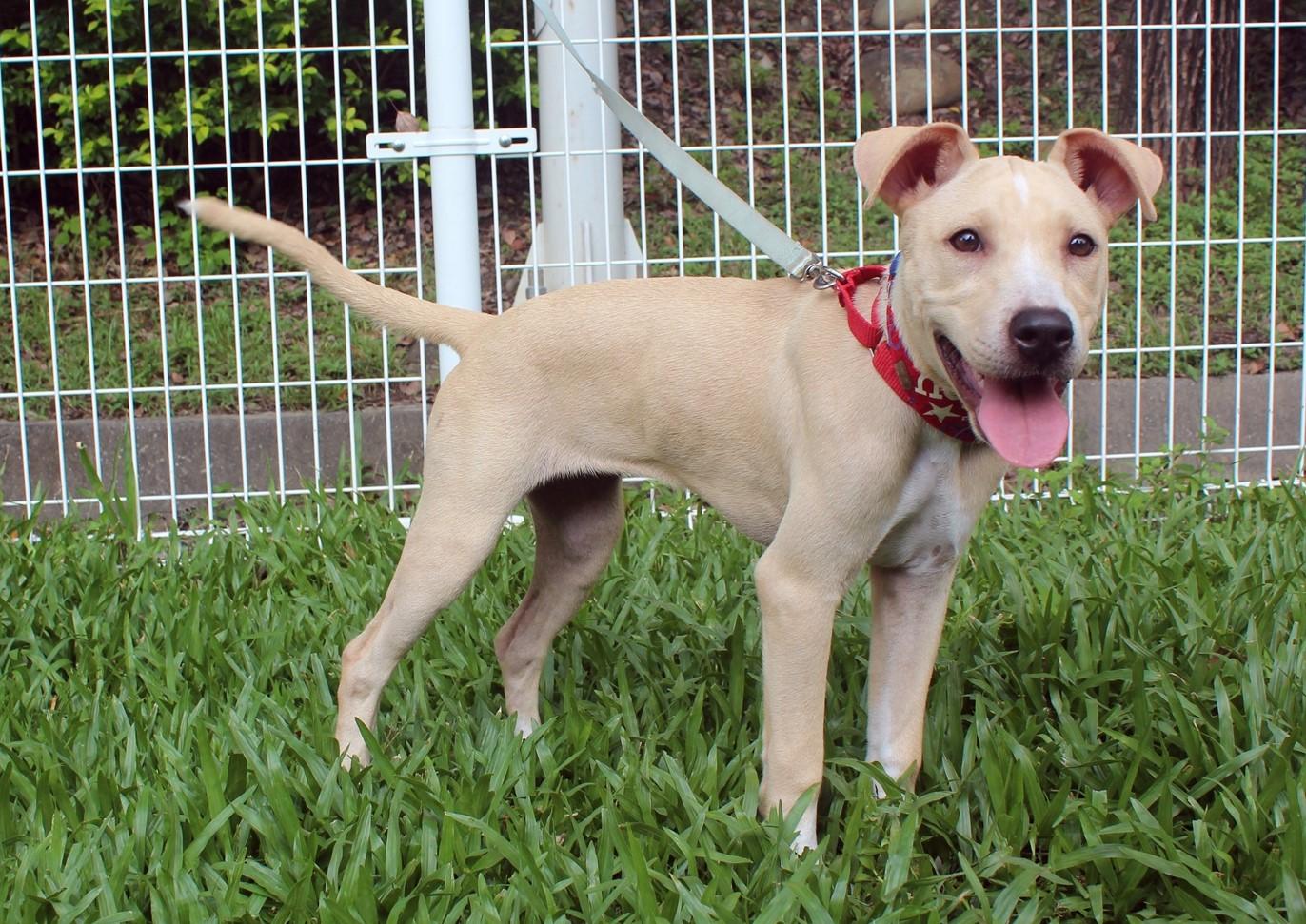 Lola Labrador Retriever Dog
