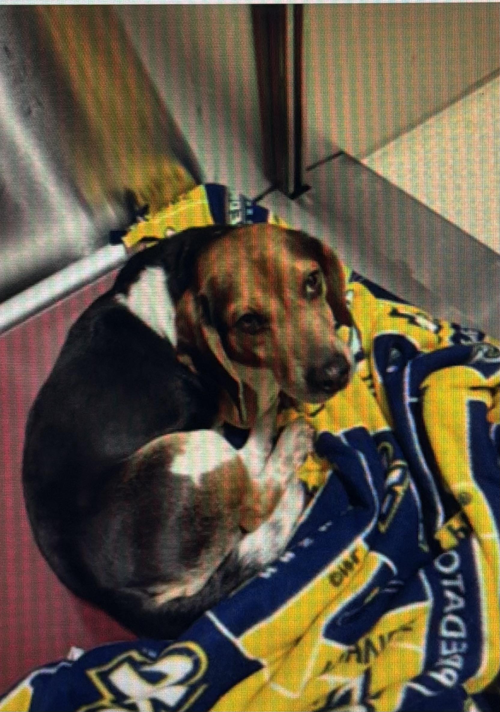 Enlarge Bingo 15 lbs foster to adopt, an adopted mixed breed in White Lake, MI image 2/2