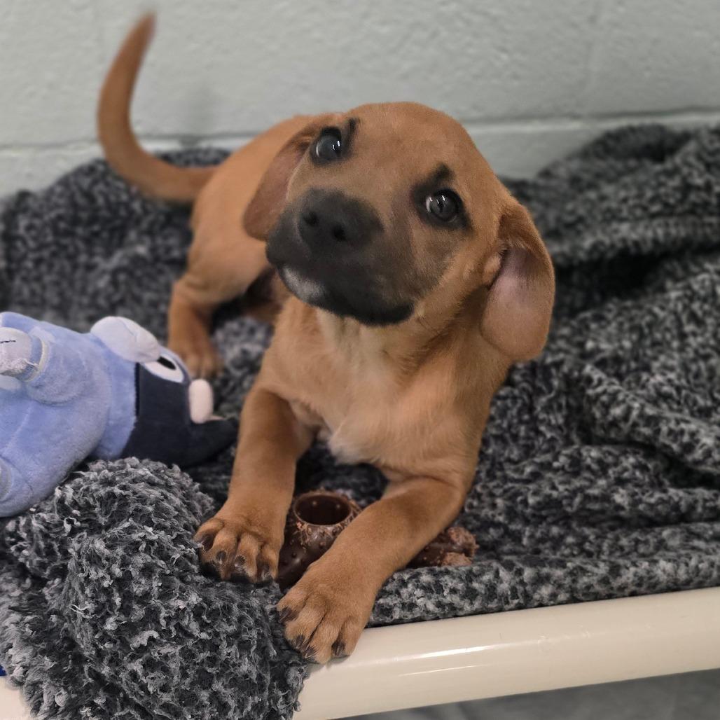 Honey, Adoptable, Puppy Female Mixed Breed.