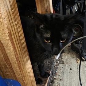 Shadow & Shadow Jr, a Adoptable Domestic Short Hair in Liverpool, TX image 2/2