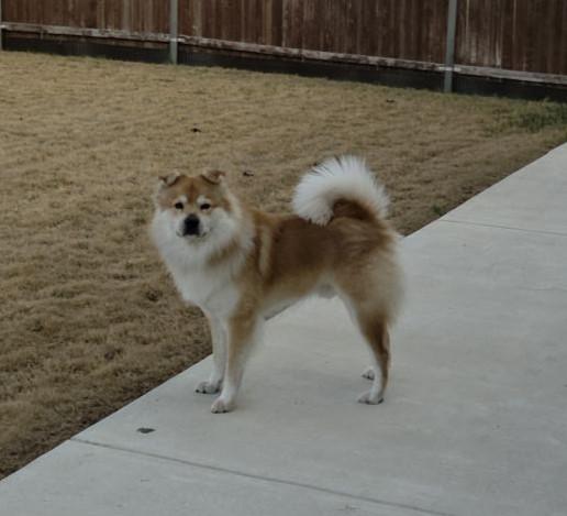 Enlarge Ringo, a ADOPTABLE mixed breed in Benbrook, TX image 3/3