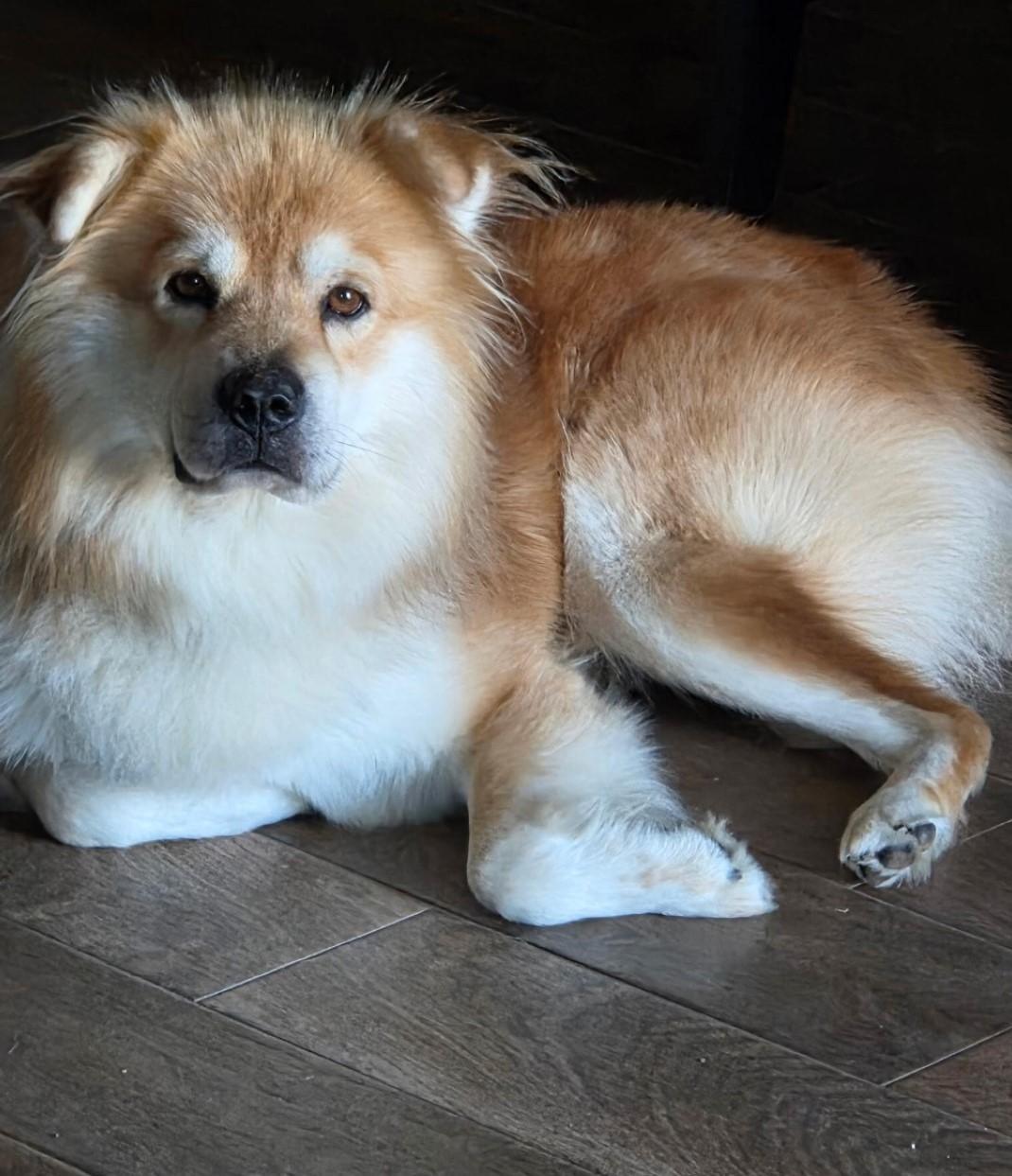 Enlarge Ringo, a ADOPTABLE mixed breed in Benbrook, TX image 1/3