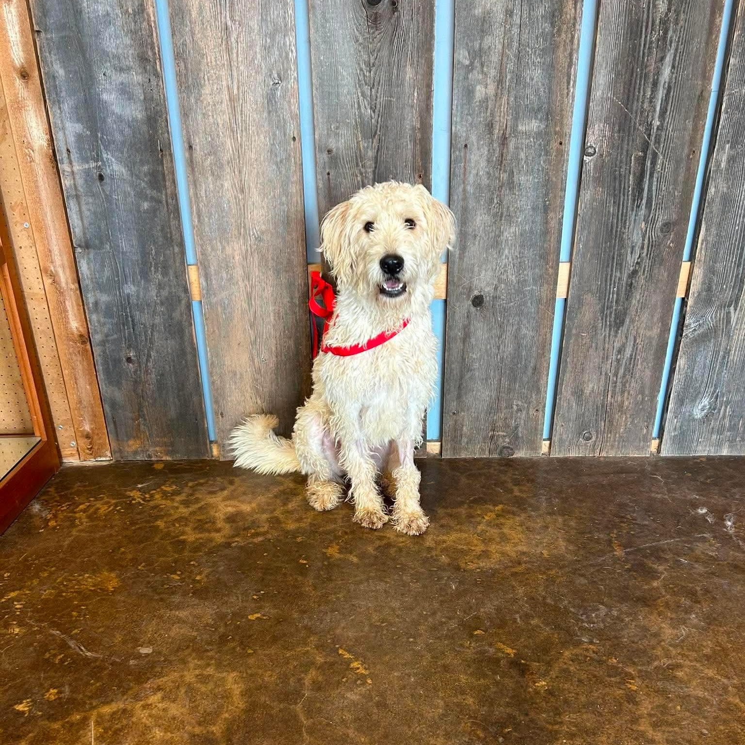 HAMILTON 425, a ADOPTABLE mixed breed in Milwaukee, WI image 3/5