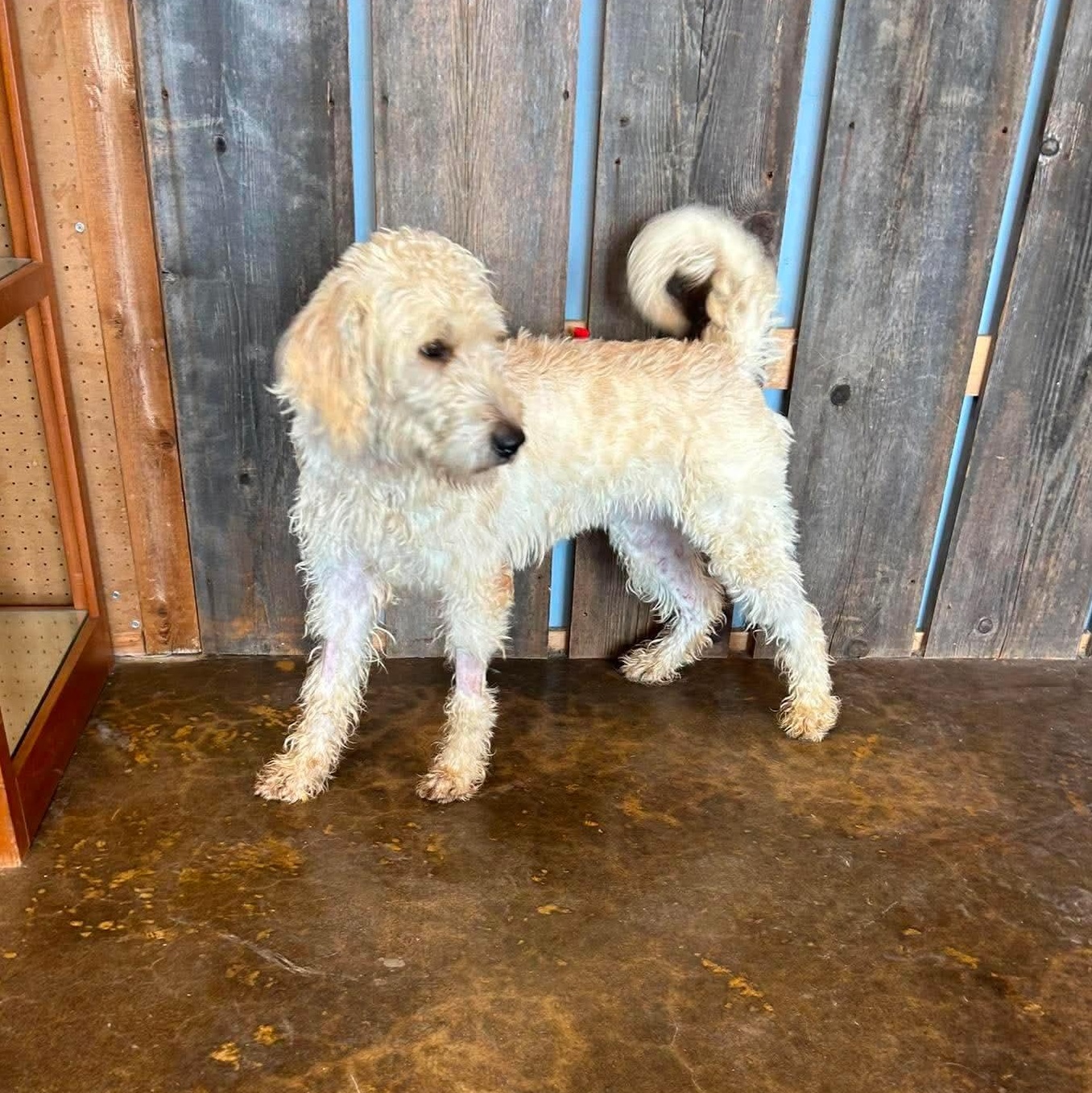 HAMILTON 425, a ADOPTABLE mixed breed in Milwaukee, WI image 2/5