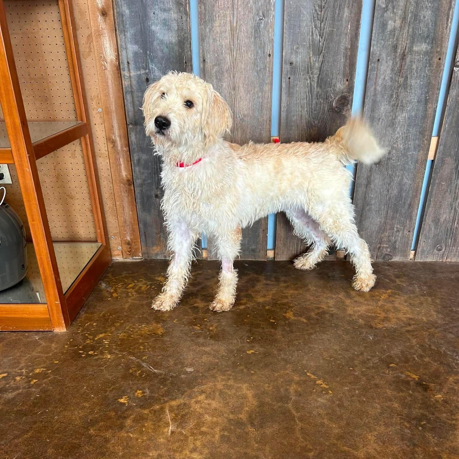 HAMILTON 425, ADOPTABLE, Adult Male Labradoodle.