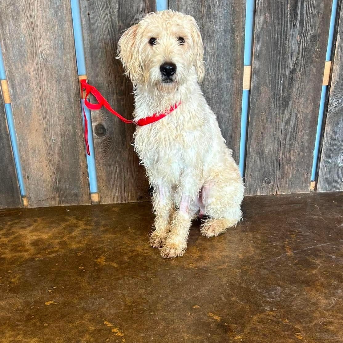 HAMILTON 425, a ADOPTABLE mixed breed in Milwaukee, WI image 4/5