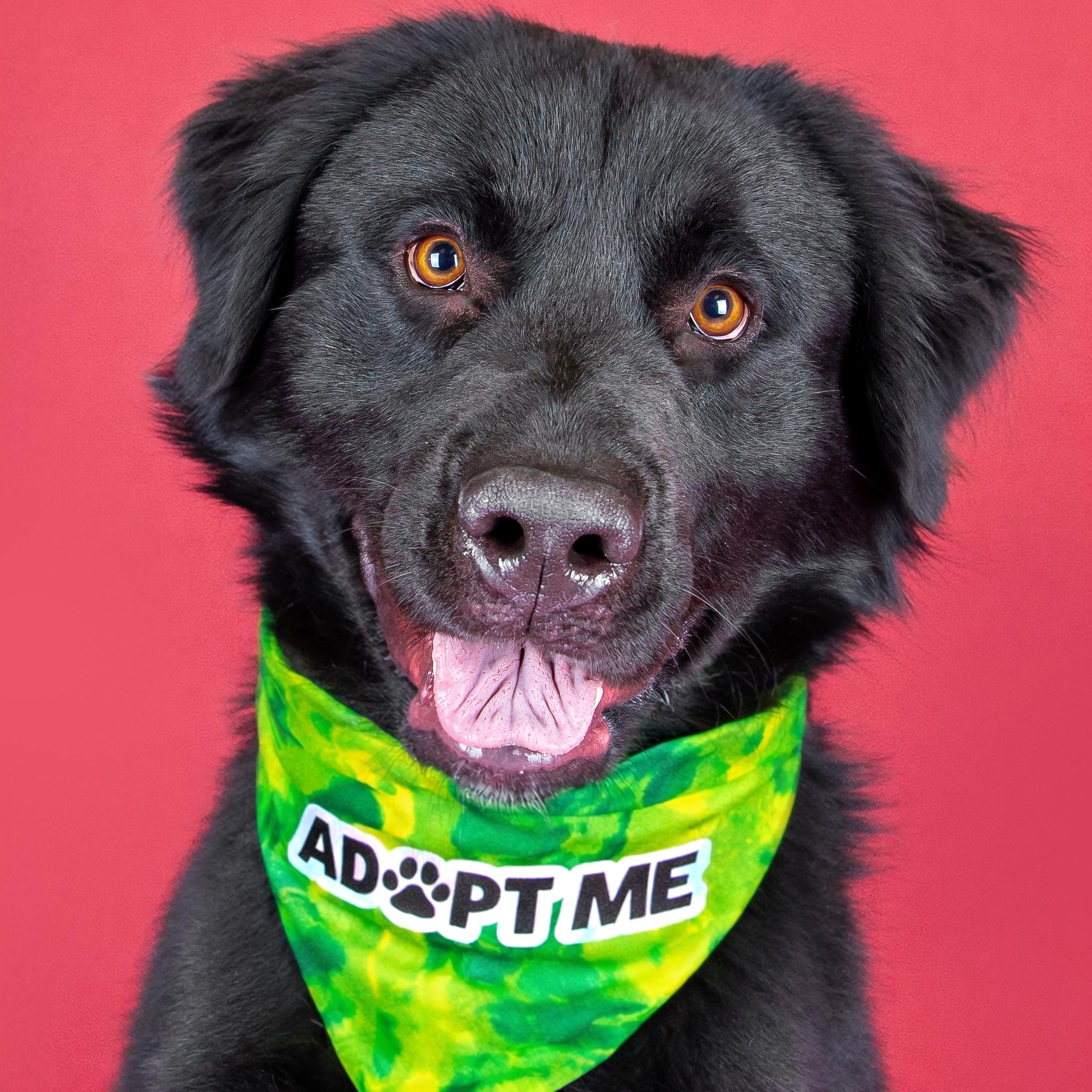 Enlarge Bear, a ADOPTABLE mixed breed in Lindon, UT image 1/6