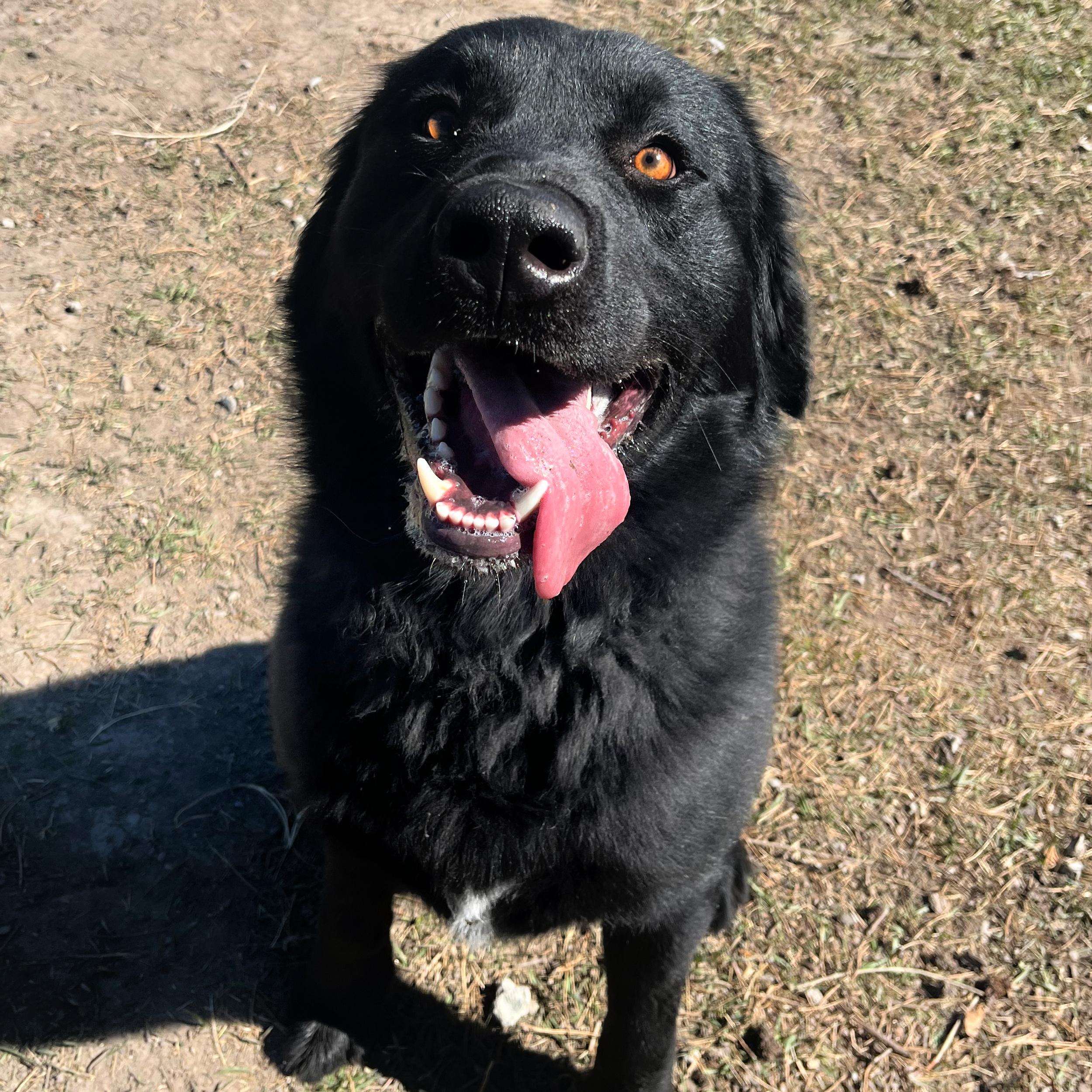 Enlarge Bear, a ADOPTABLE mixed breed in Lindon, UT image 3/6