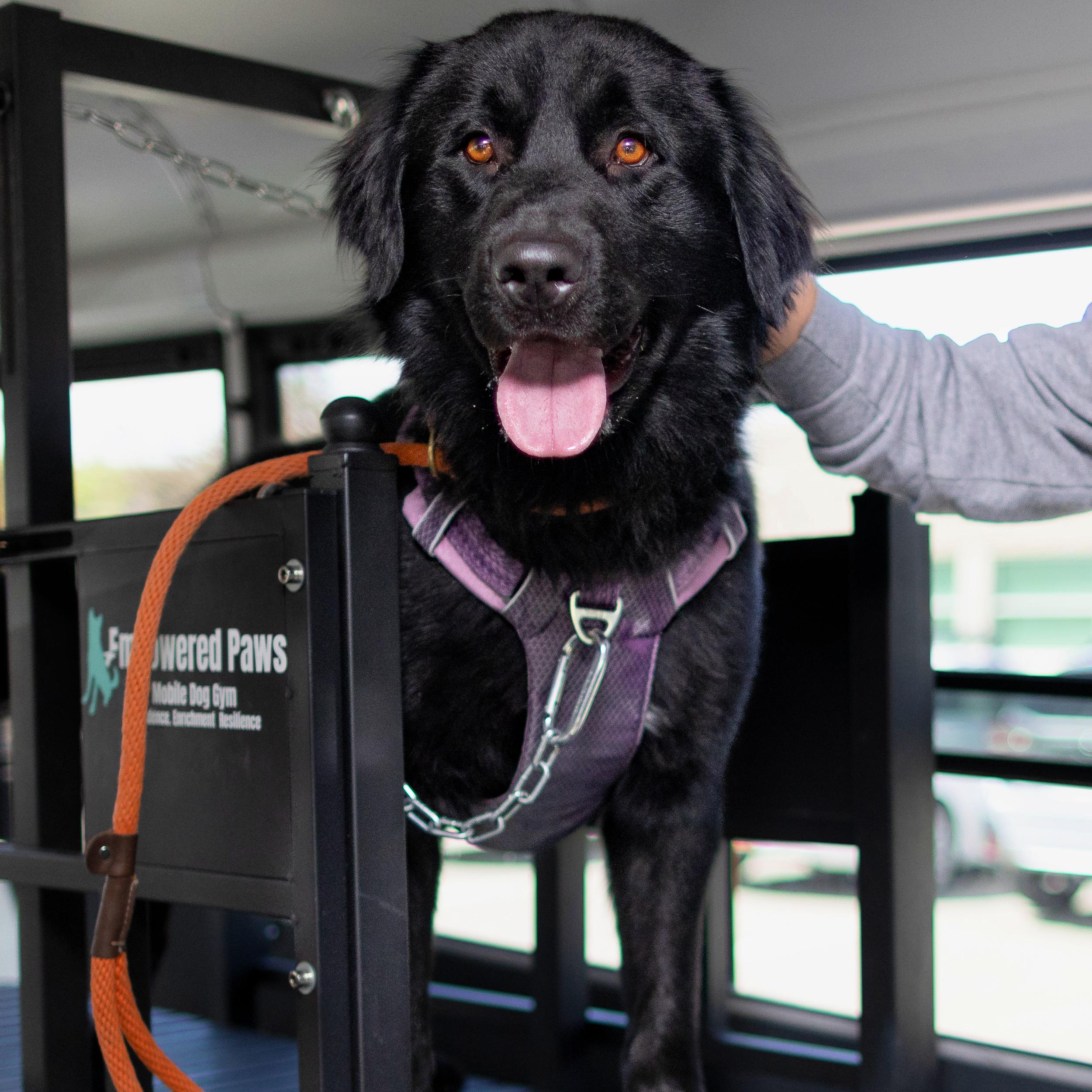 Enlarge Bear, a ADOPTABLE mixed breed in Lindon, UT image 6/6