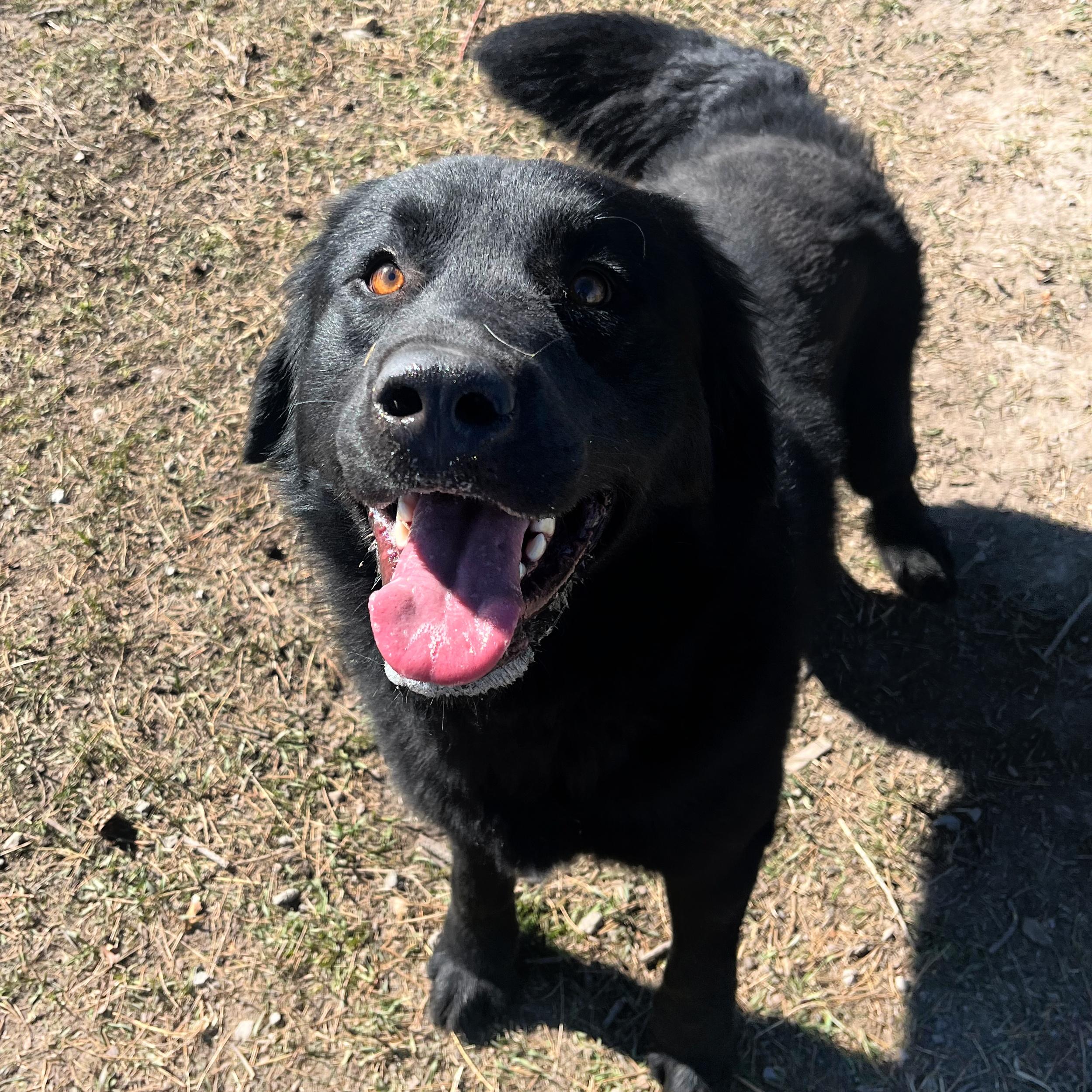 Enlarge Bear, a ADOPTABLE mixed breed in Lindon, UT image 4/6