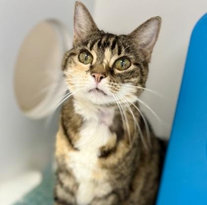 Jewel, Adoptable, Adult Female Domestic Short Hair & Domestic Short Hair.