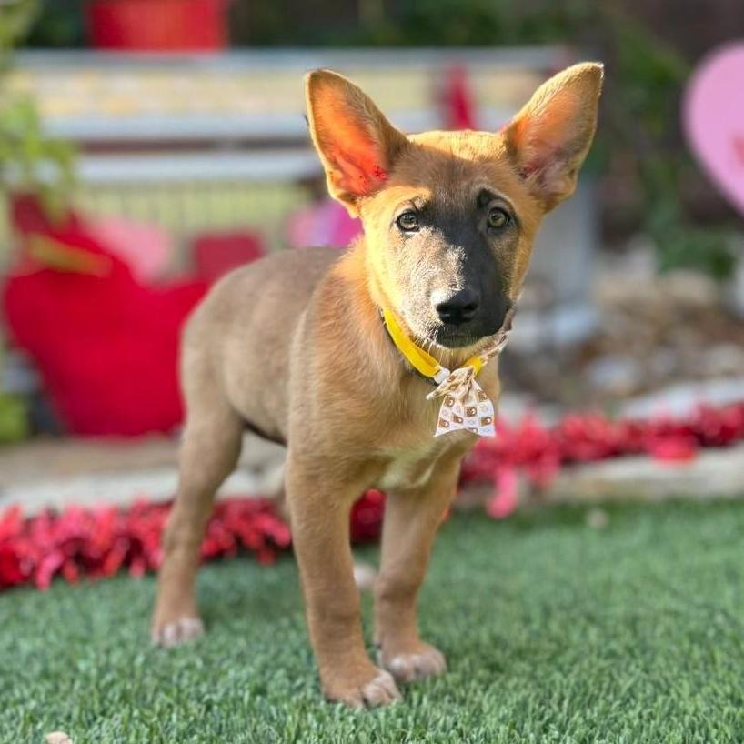 Tinga, a ADOPTABLE mixed breed in Southport, CT image 1/6