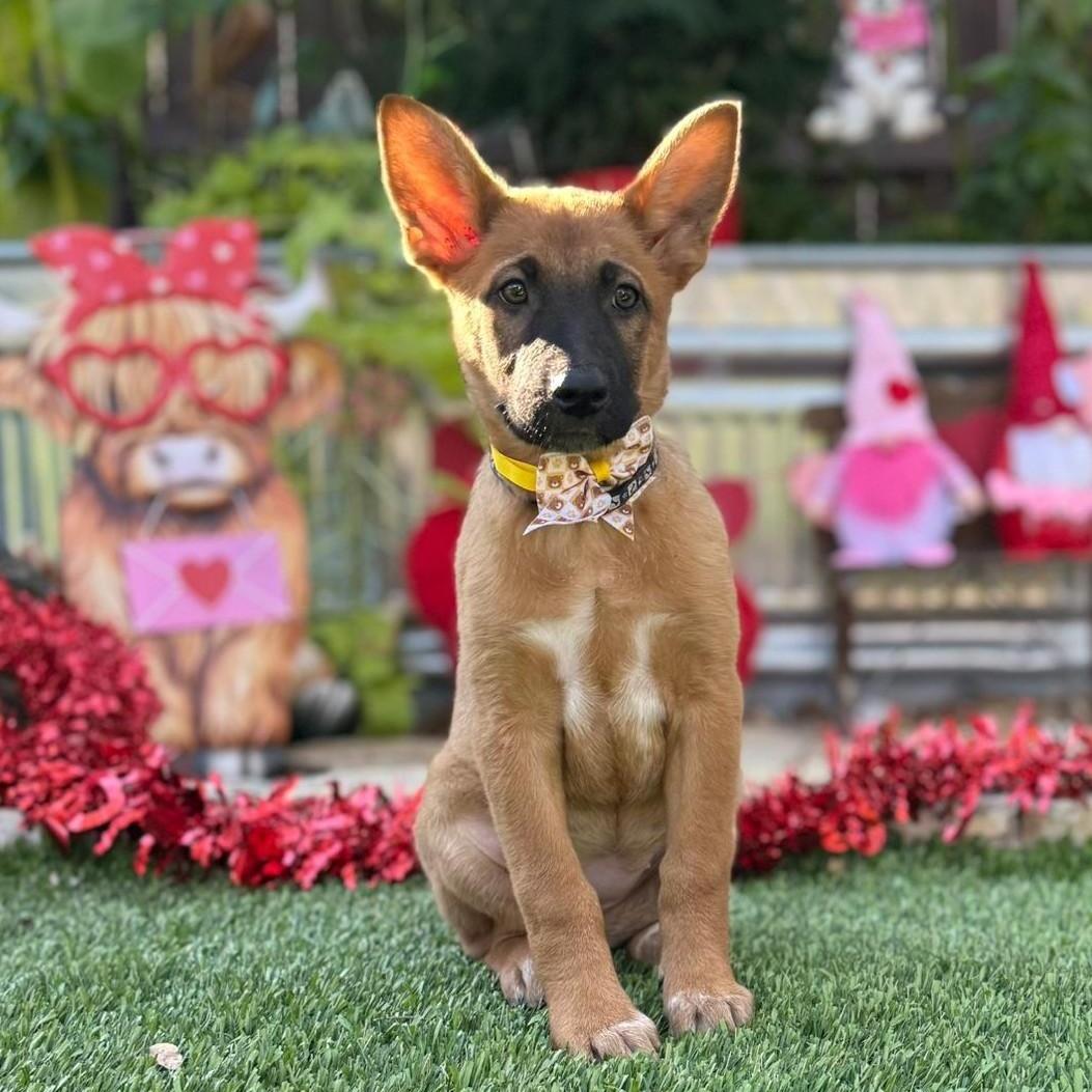 Tinga, a ADOPTABLE mixed breed in Southport, CT image 5/6