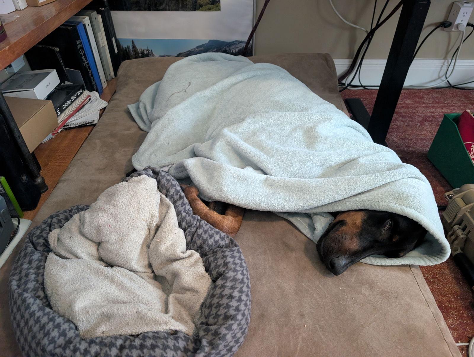 Onyx, Adopted, Puppy Male Doberman Pinscher.