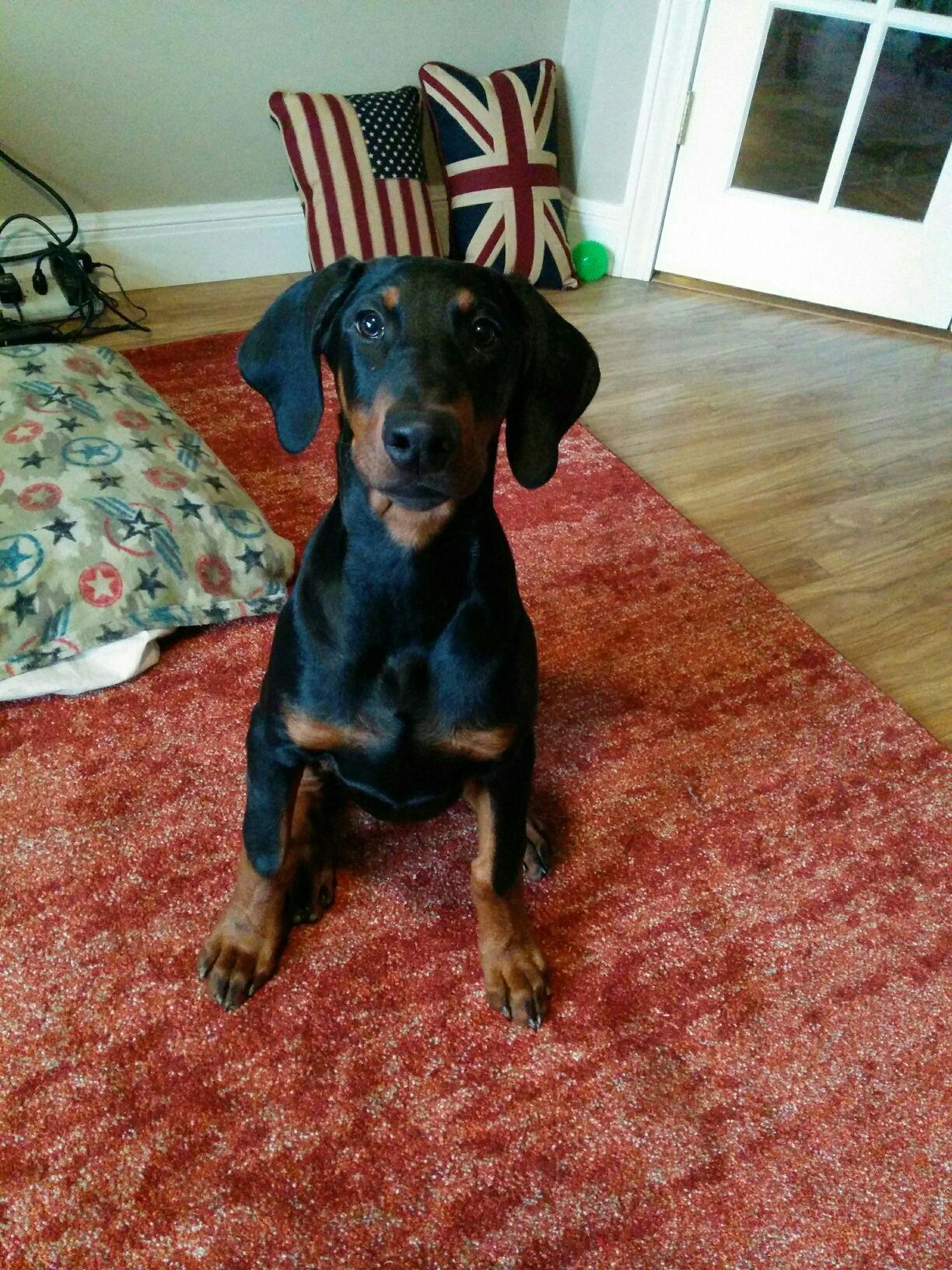 Onyx, a Adopted Doberman Pinscher in Aurora, OH image 2/3