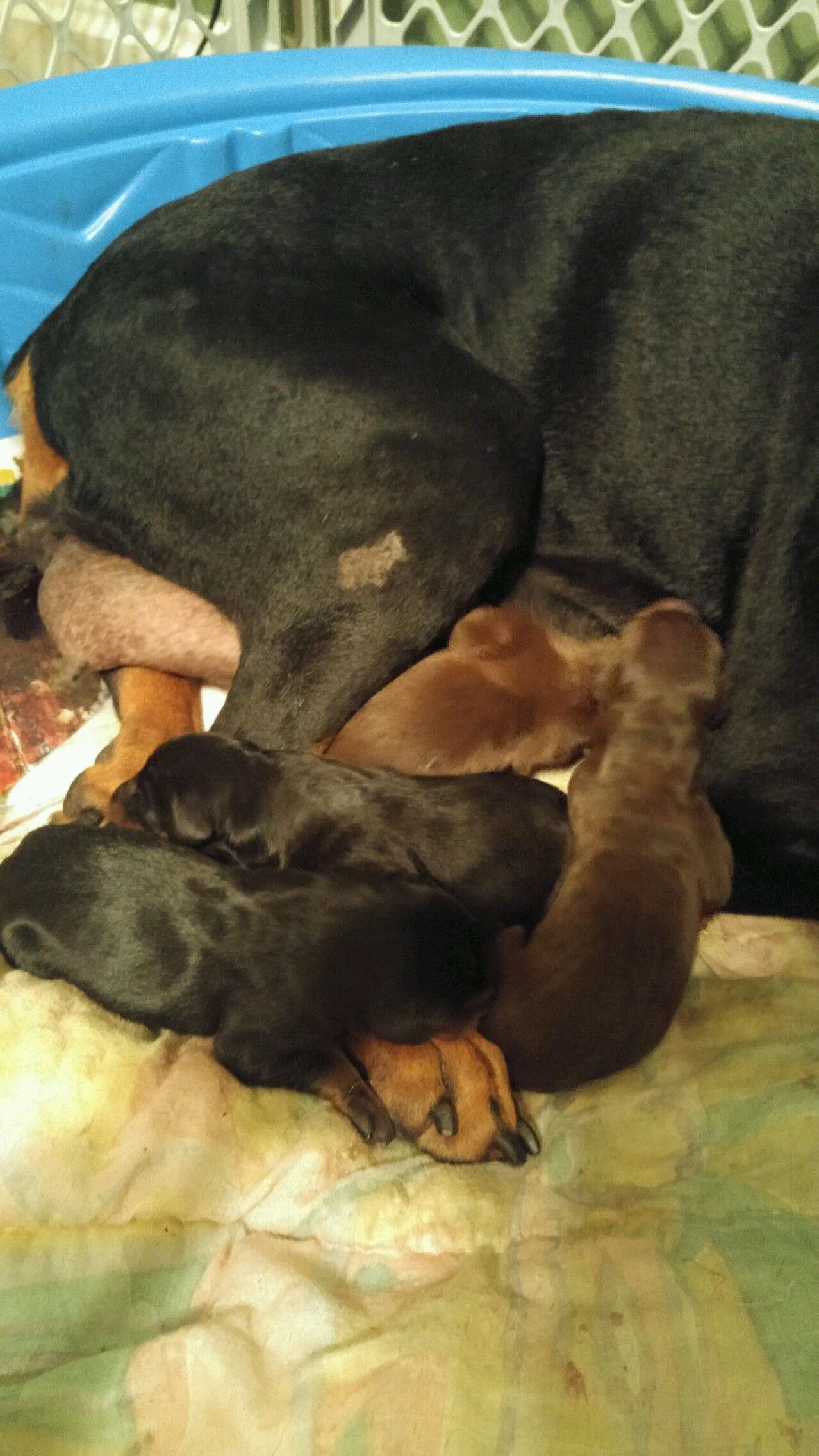 Onyx, a Adopted Doberman Pinscher in Aurora, OH image 3/3