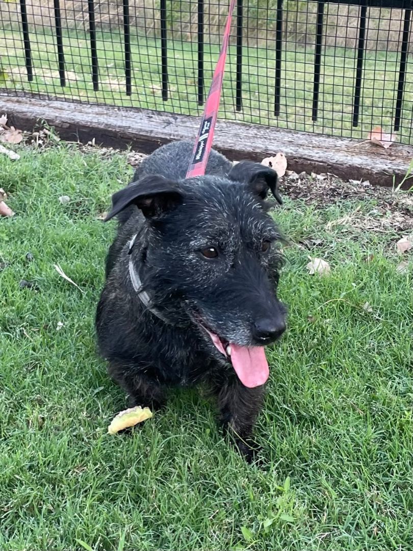 Enlarge Ruby, a Adopted mixed breed in Dallas, TX image 1/3