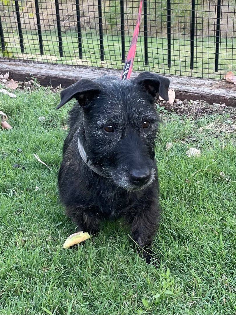 Enlarge Ruby, a Adopted mixed breed in Dallas, TX image 2/3