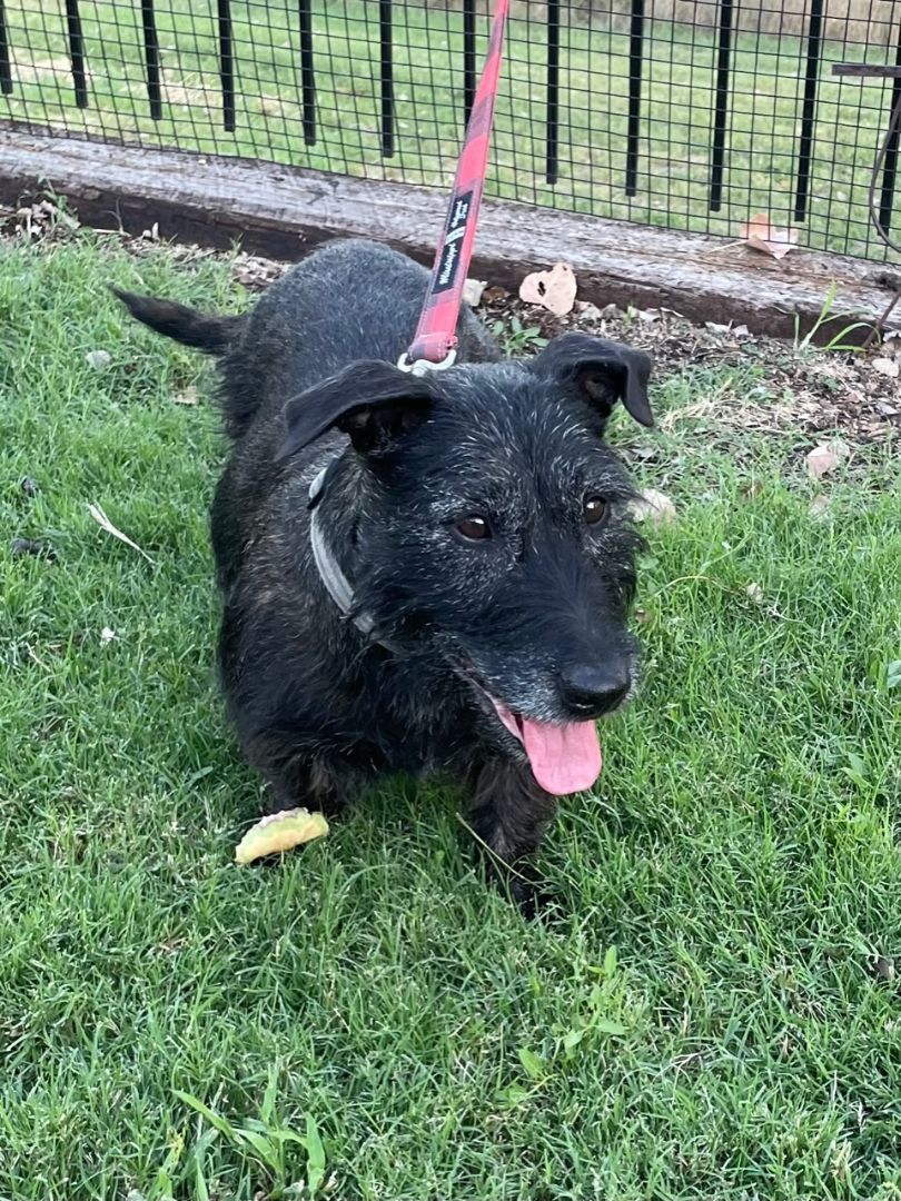 Enlarge Ruby, a Adopted mixed breed in Dallas, TX image 3/3