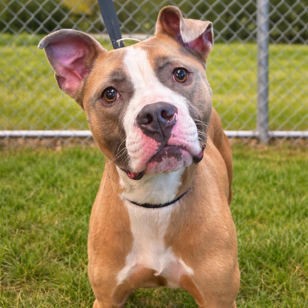 Enlarge Auggie, a Adoptable Mixed Breed in Norman, OK image 1/2