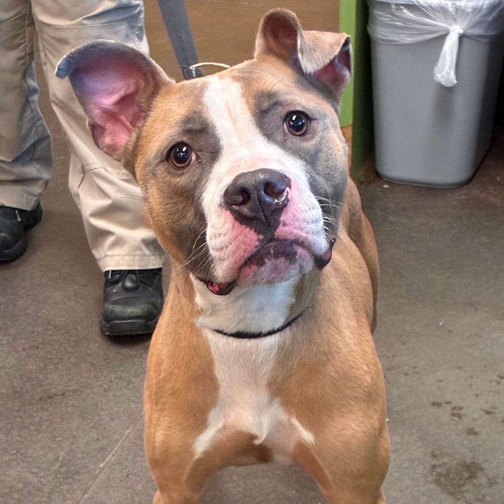 Enlarge Auggie, a Adoptable Mixed Breed in Norman, OK image 2/2