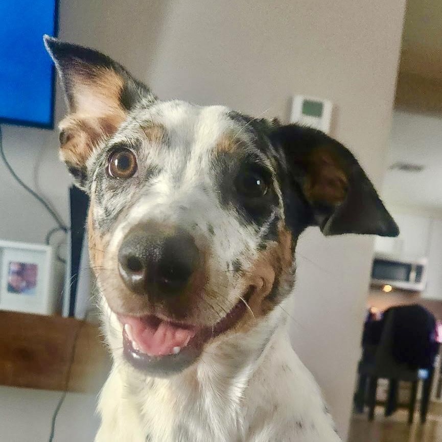 Keke - Video, Adopted, Puppy Female Cattle Dog.