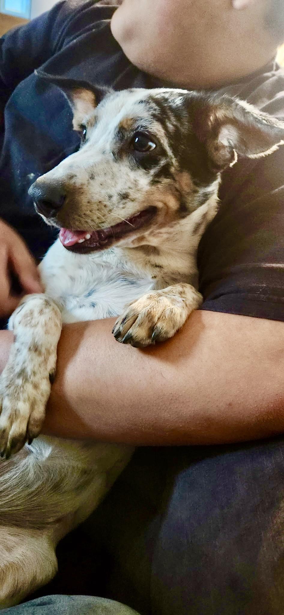 Enlarge Keke - Video, a Adopted mixed breed in Pasadena, CA image 5/6