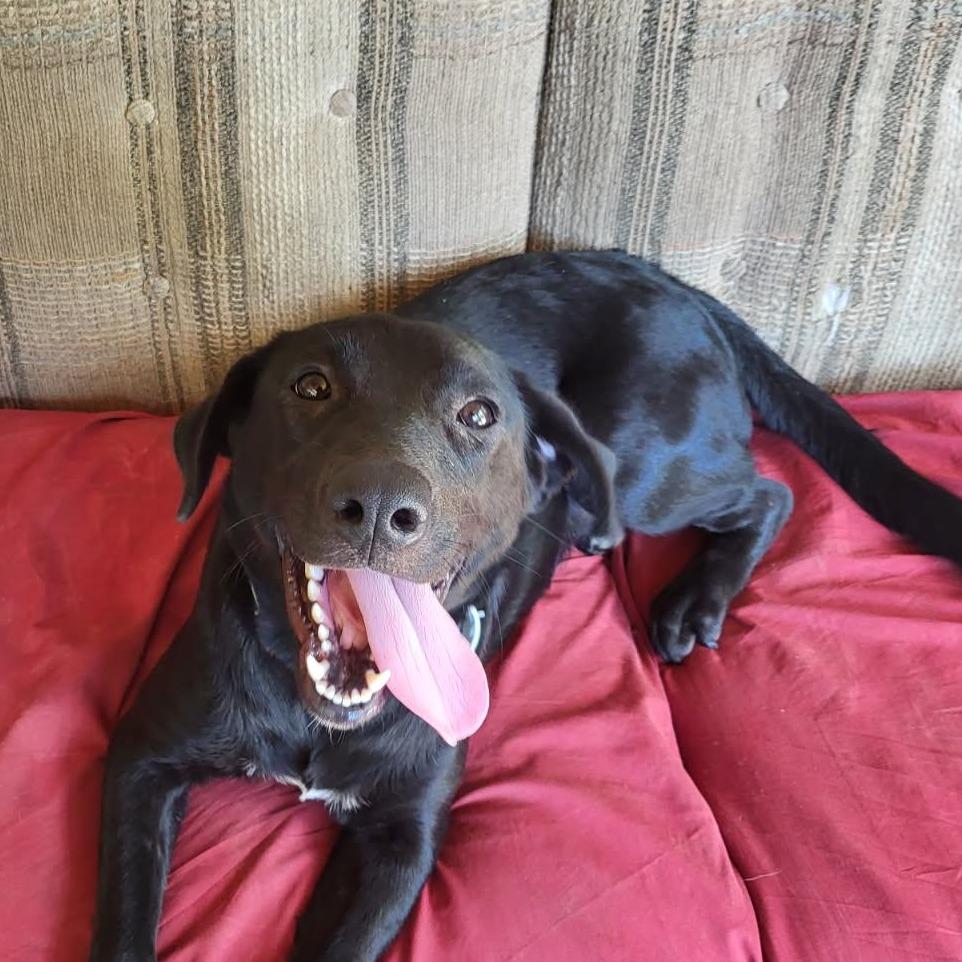 Danni, Adoptable, Adult Female Black Labrador Retriever & Mixed Breed.