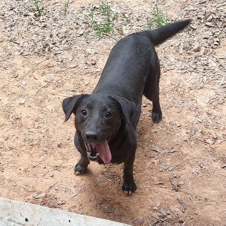 Danni, a Adoptable mixed breed in Wadena, MN image 2/5