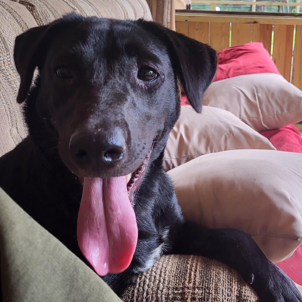 Danni, a Adoptable mixed breed in Wadena, MN image 3/5