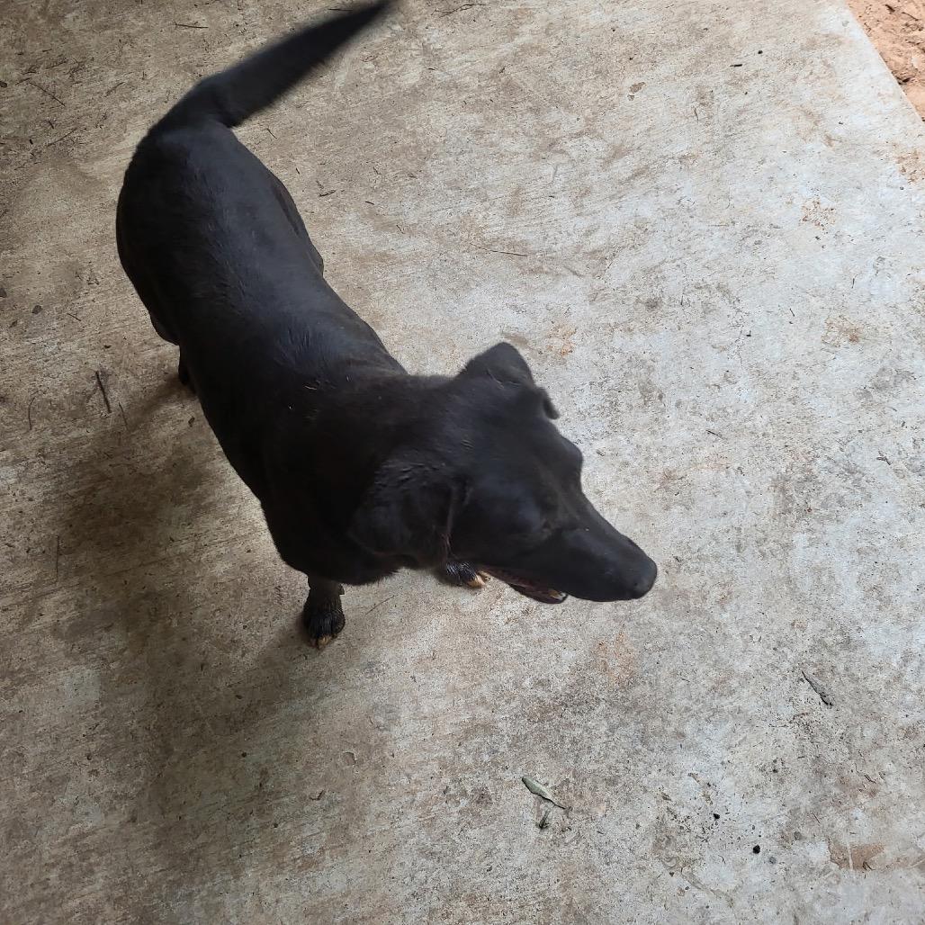 Danni, a Adoptable mixed breed in Wadena, MN image 4/5