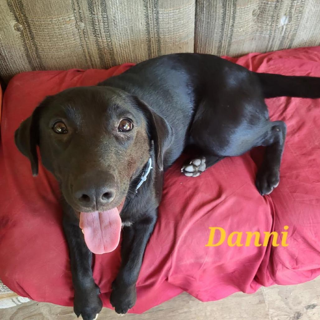 Danni, a Adoptable mixed breed in Wadena, MN image 2/2