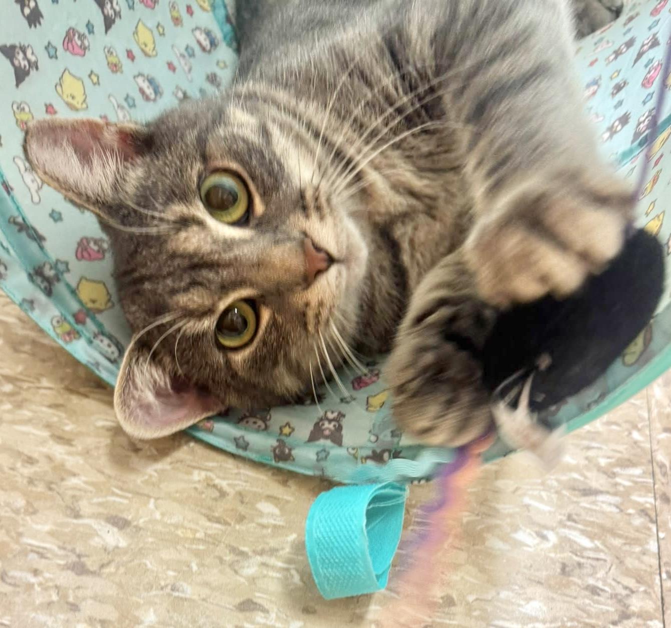 Haven, a ADOPTABLE mixed breed in Brampton, ON image 1/6
