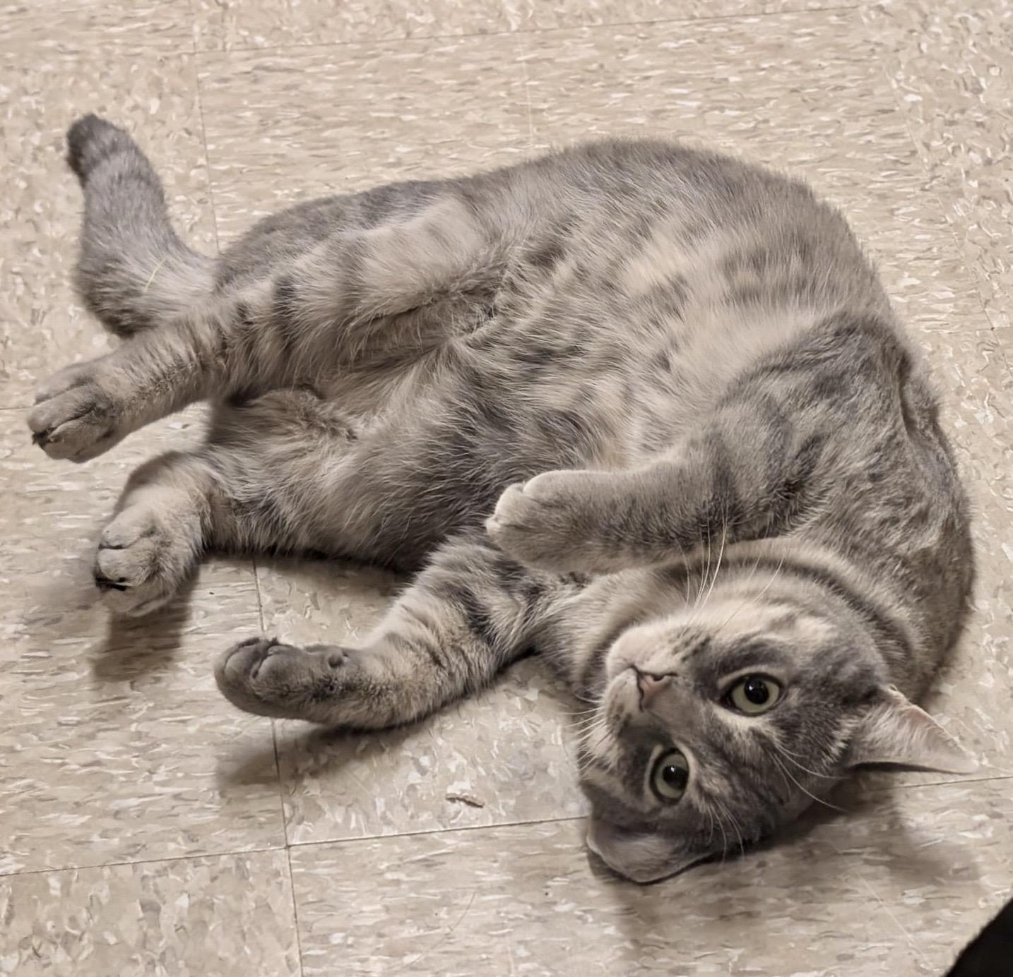 Haven, a ADOPTABLE mixed breed in Brampton, ON image 3/6