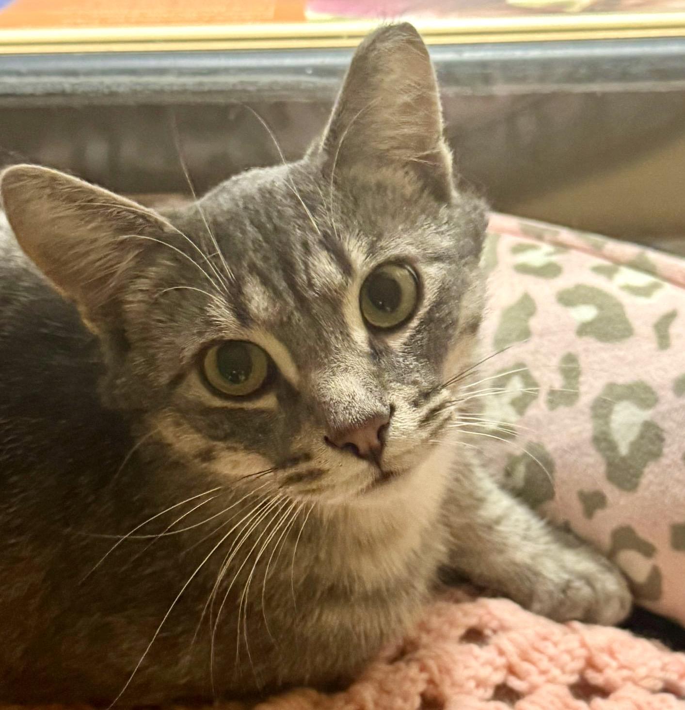 Haven, a ADOPTABLE mixed breed in Brampton, ON image 2/6