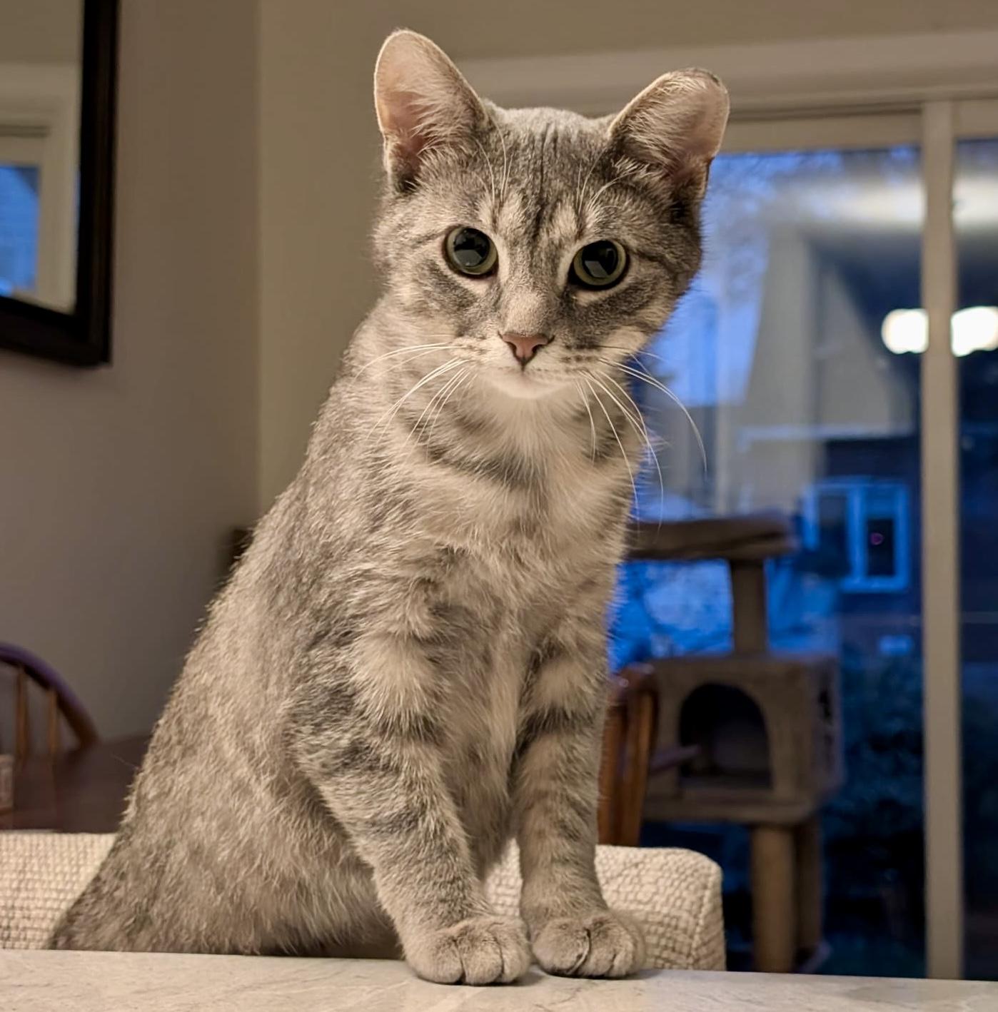 Haven, a ADOPTABLE mixed breed in Brampton, ON image 4/6