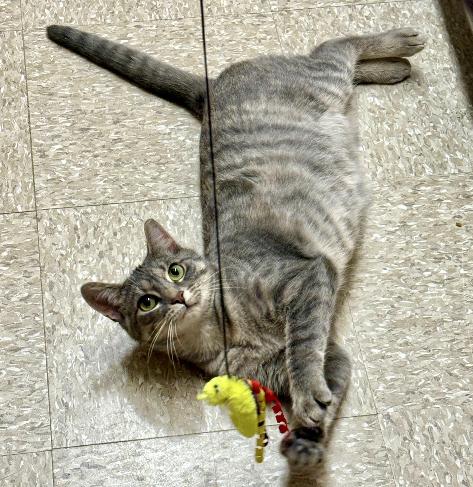 Haven, ADOPTABLE, Young Female Tabby & Domestic Short Hair.