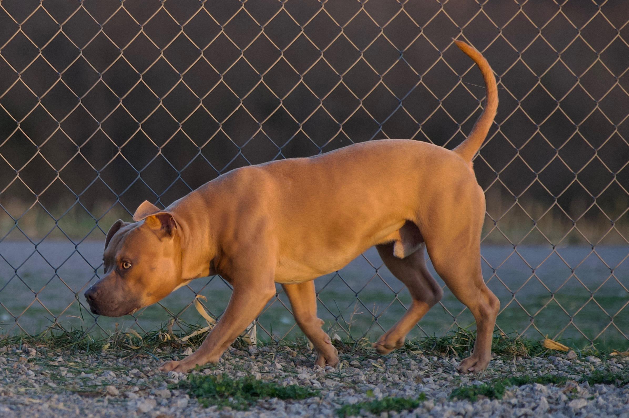 Midas, a Adoptable mixed breed in Hiawatha, KS image 3/6